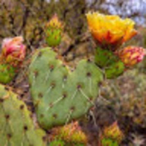 Meet your Posher, Laugh